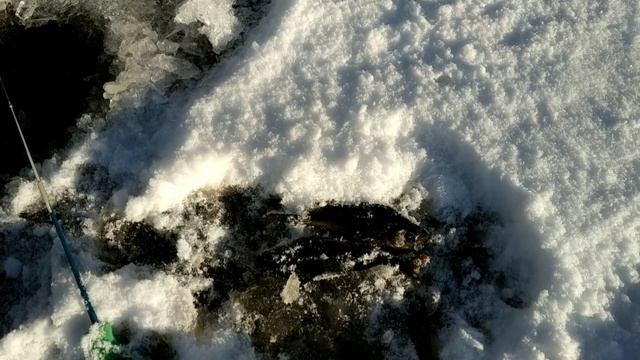 Первый лёд! Долгожданное открытие! Окунь vs ротан! Рыбалка с Сашей Ивановым! смотреть онлайн