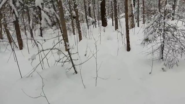 Поймал соболя в проходной(гуманный) капкан смотреть онлайн