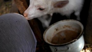 Выращивание и кормление козлят.