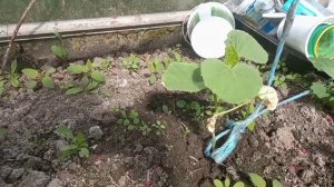 Армянский огурец. От посева до дегустации