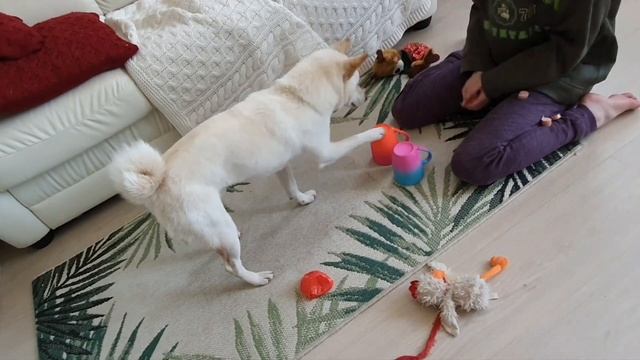 Наперстки. Сиба-трюки. Юкио и Сумико смотреть онлайн