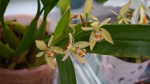 Epicattleya Siam Jade 'Avo' и Laelia jongheana alba