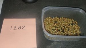 первый заказ на коконы дендробены!