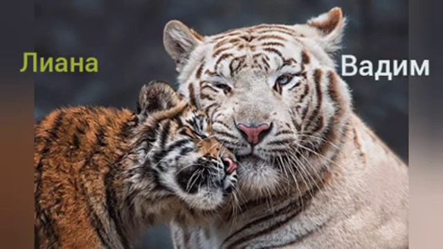 Моя дикая касандра 1 часть смотреть онлайн