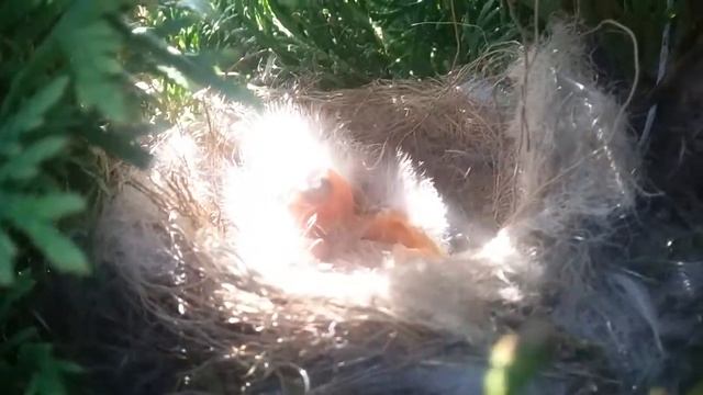 Няшные птенчики у нас на даче в пихте !! смотреть онлайн