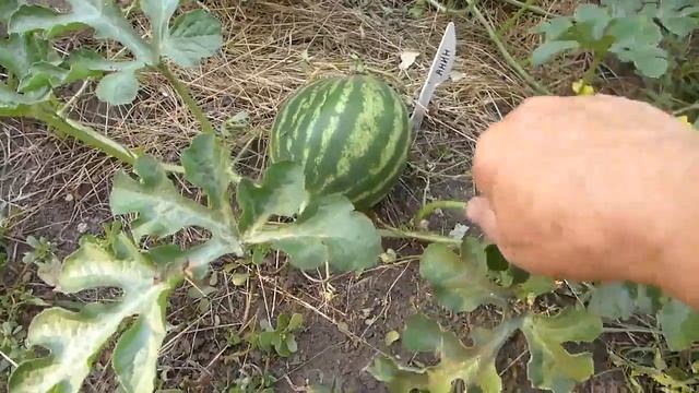 Формировка и прищипка арбузов. Это важно знать для хорошего урожая! смотреть онлайн