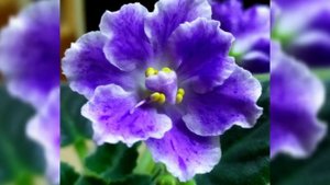 Первое цветение фиалок!!! Фиалки осенью!!! Самые красивые фиалки!!! Фотообзор 15 сортов.