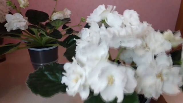 Фиалки. Прошу вашей помощи!!! Мои белоцветковые сорта.