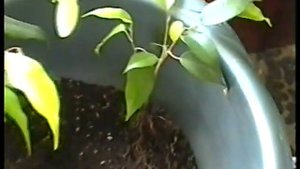 Фикус бенджамина(Сорт Моник) с зеленым листом. Пересадка.