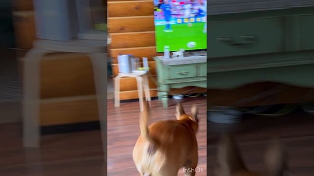 Хакас фанат футбола ⚽️ и большого тенниса 🎾✌🏻 #football #fan #bullterrier #бультерьер #