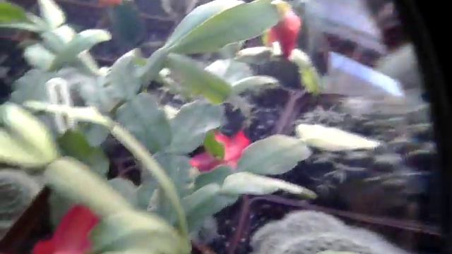 20170216 Появление бутонов. смотреть онлайн