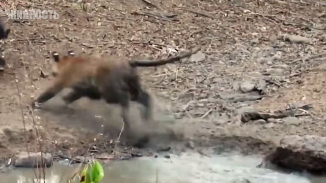 Смотрите Быстрее! Вот Почему Бенгальский Тигр Так Опасен! смотреть онлайн