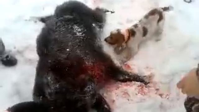 Русский охотничий спаниель ИСТ сработал по кабану смотреть онлайн