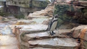 Прогулка в Зоопарке на море Zoo am Meer Bremerhafen Германия