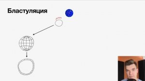 4.1. Дробление и виды бластул | Цитология к ЕГЭ | Георгий Мишуровский