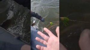 Вываживание на урез трофейного сома??, весом 55 кг.)??