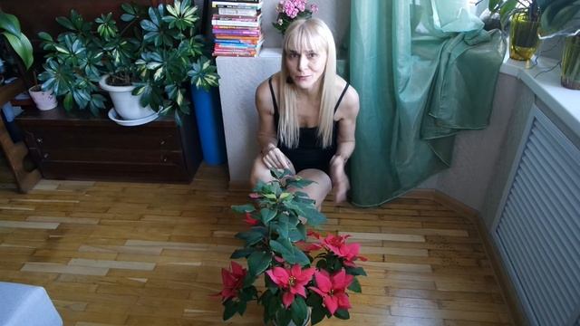 ? Моя радость цветок Пуансетия!? Магический цветок Мирт!? смотреть онлайн