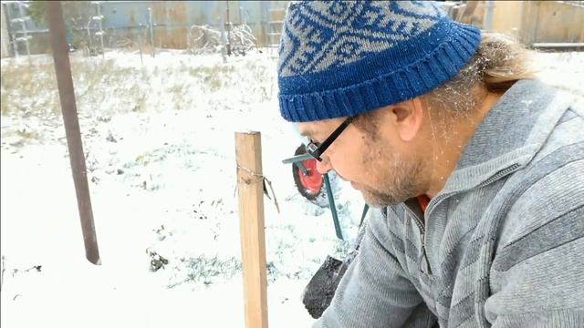 Укрытие саженцев винограда на зиму смотреть онлайн