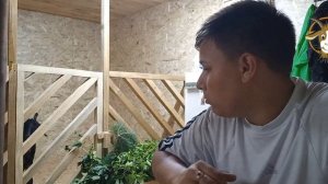 Купил Нубийскую козу! У меня теперь 4 козы!
