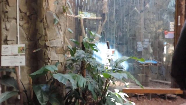 КАЛИНИНГРАД: в ЗООПАРКЕ у попугаев и в террариуме - 17 мая 2022, ВТ смотреть онлайн