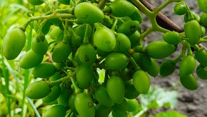Моё хобби,мой виноград в Подмосковье 🍇