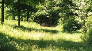 Бой ВОЛКА против АЛАБАЯ, два мощных зверя сразились в ЖЕСТОКОЙ схватке. Кто же победит?