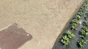 Как выглядит клубника на буграх (грядах) после высадки из кассетной рассады