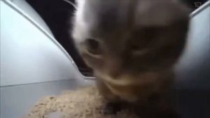 чипи чипи чапа чапа 10 часов