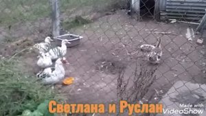 Начали дохнуть куры...