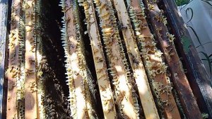 Карника Ф-1 на Бакфасте! Гибрид жуткое дело! ?