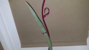 Орхидеи.Мильтония.Борьба за жизнь.Пересадка в закрытую систему.Мой опыт.Ошибка или спасение.Часть 1