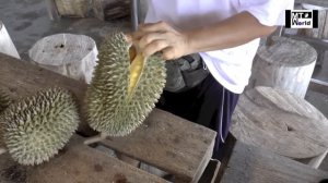 Bao Sheng Durian Farm Penang, How to pick and choose the best Durian