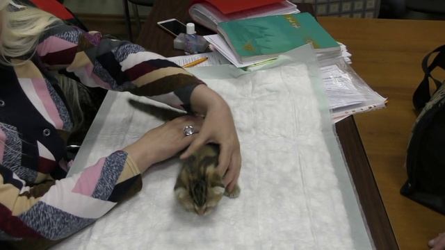 Клуб не оформляет новому владельцу животного родословную.