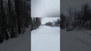 Лоси в городе. Анкоридж. Аляска.