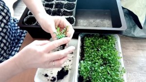 Простой способ вырастить ВЕРОНИКУ