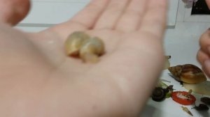 Моя коллекция улиток?Ахатины,природники и др...