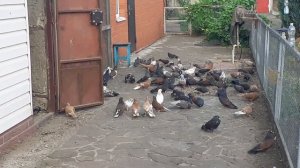 Кировоградские голуби
