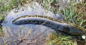В поисках змея. Озерный трофей.