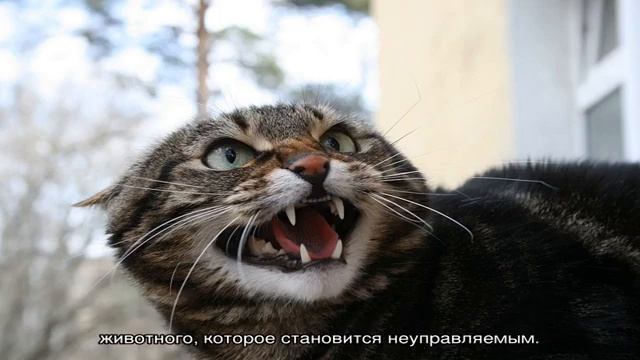 Как успокоить кошку — варианты во время течки и когда бесится смотреть онлайн