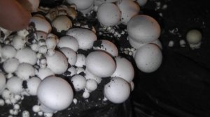 Обзор мицелия разных производителей