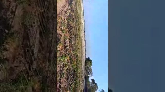 Gloriosa superba cultivation in Telangana, Hyderabad | Adavi Nabi | kelvil kalangu