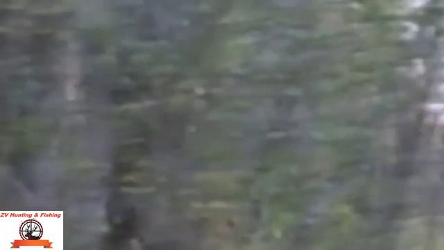 MOOSE HUNTING ! Охота на лося на реву ! смотреть онлайн