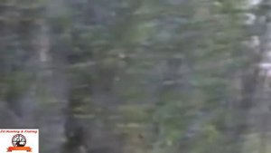 MOOSE HUNTING ! Охота на лося на реву !