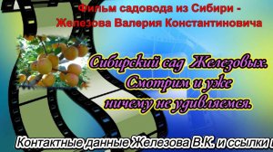 Сибирский сад  Железовых. Смотрим и уже ничему не удивляемся.