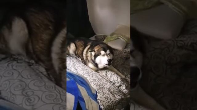 Слезь с кровати чучело смотреть онлайн