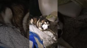 Слезь с кровати чучело