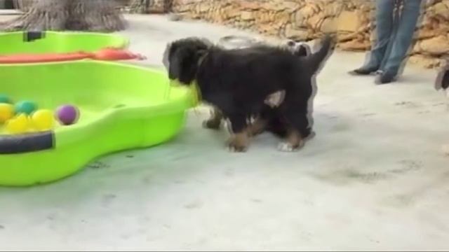 Berner Sennen. Бернский Зенненхунд - солнечная собака. смотреть онлайн