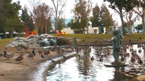 Pond Of Ducks With Panasonic HC-X1500 4K Nature