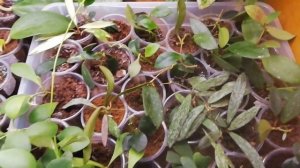 Как выглядят черенки на продажу?!  Приглашаю посетить интернет -магазин "Хойи со всех уголков мира"