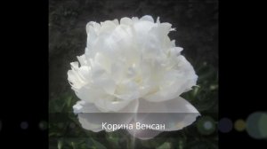 Пионы белые и бело-розовые